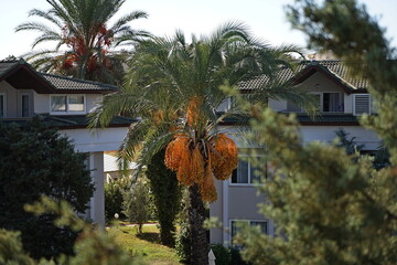 palma daktylowa