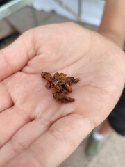 A close-up of a small fried insects on the palm. 