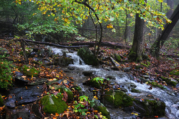 Stream river creek in the forest in autumn, Skyline Drive Virginia