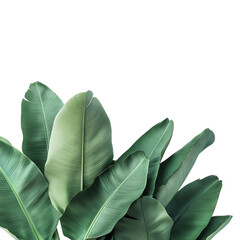 Obraz premium Tropical leaves, white isolate background