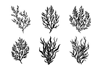 Coral vector sketch