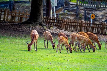 奈良県　奈良公園と鹿の風景