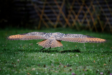 Eine große Eule im Gleitflug