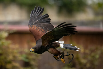 Geierfalke im Flug