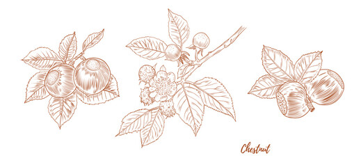 Vector chestnut plant with nuts and leaves line art illustration, graphic line chestnut plant combination. Chestnut branch. Chestnut floral outline. Great for any designs, textile, art, walls, package