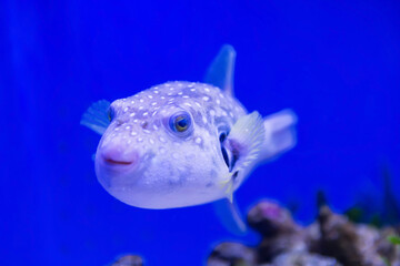 Brown smiling puffer swim in blue water at aquarium, Japan