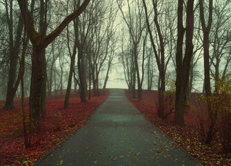 Halloween background with dark spooky autumn alley. Foggy autumn park alley with bare trees and dry fallen orange autumn leaves. Mysterious Halloween autumn landscape scene