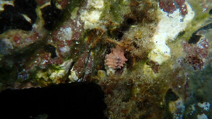 Sea snail Muricopsis cristata or Ocenebra erinaceus (impossible to identify) undersea, Aegean Sea, Greece, Skiathos island, Vasilias beach