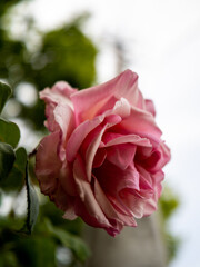 pink rose close up