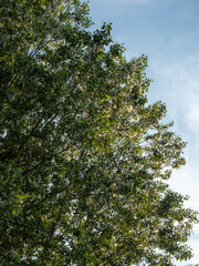 trees and sky