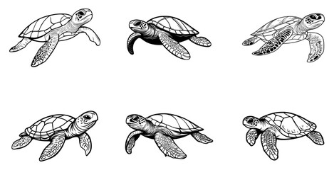 Vector illustration of cute sea turtle on white background.
