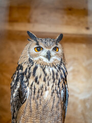great horned owl