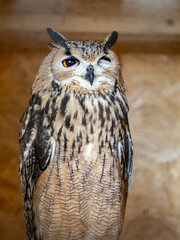 great horned owl