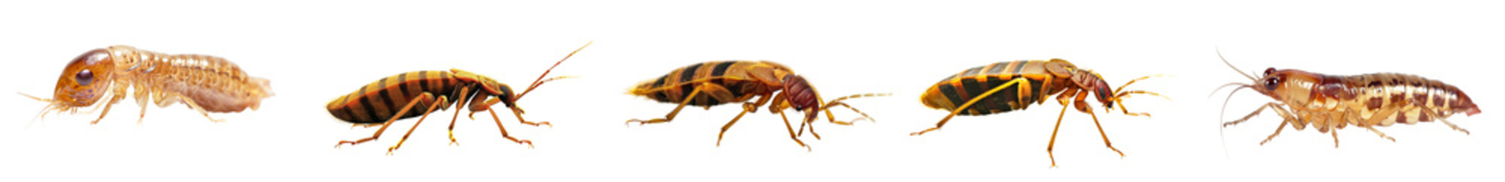 Close-up of cimicidae in studio light, side view, isolated on transparent background, generative AI.