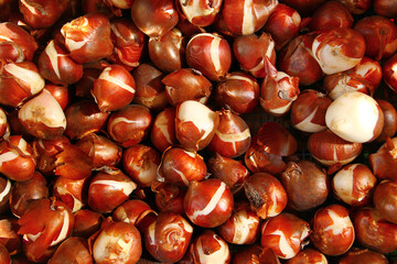 Bulbs of tulip flowers at a garden fair