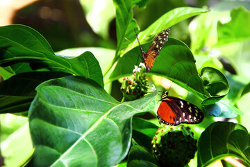 Tawny Coster, or Acraea terpsichore butterflies sit on the branch of Noni plant, or Morinda...