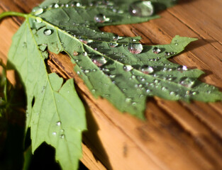 leaf with water drops