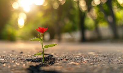 Flower, resilience, nature, growth, sunlight, contrast, hope, blooming, perseverance, beauty in adversity A vibrant red flower emerges through a crack in the pavement, symbolizing strength