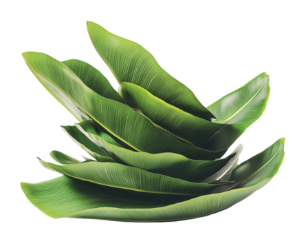 Green banana leaves stacked on a white background, centered and well-lit from the front. PNG transparent.