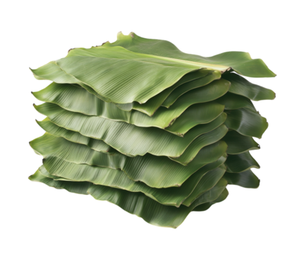 Green banana leaves stacked on a white background, centered and well-lit from the front. PNG transparent.