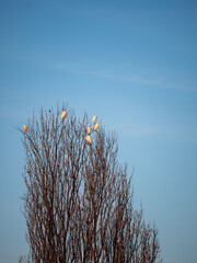 tree in the sky whit birds