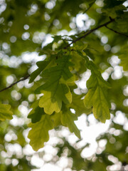 green leaves in the sun