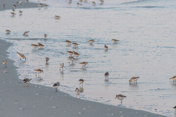 Avalon, New Jersey - A flock of sandpipers feeding at the waters edge at sunset on the beach of this Jersey Shore town