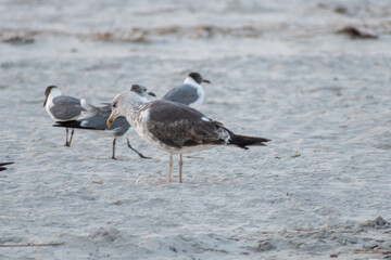  Avalon, New Jersey - A  seagull standing on the beach - He's checking out that sandwich you are holding and is hoping you drop it