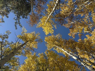 Aspen trees in the mountains of Colorado