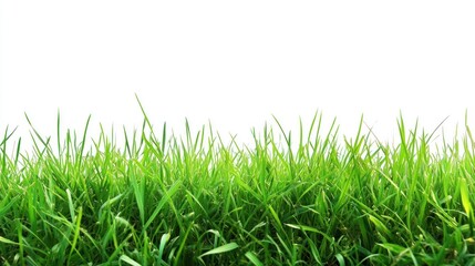 Fototapeta premium Green Grass Blades Isolated on White Background