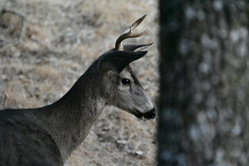close up of a deer