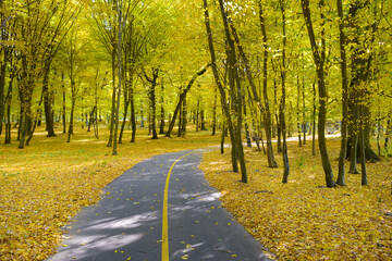 Beautiful autumn park with fallen leaves on the walking path.