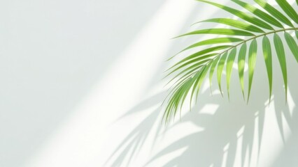 Palm leaf with shadow on a light background.