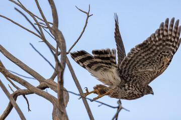 Desert hawk kestrel flying bird of prey in the Sonoran Desert Tucson Arizona hunting attack