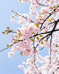 Fototapeta premium de beaux sakura fleurissent dans le jardin