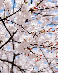 de beaux sakura fleurissent dans le jardin