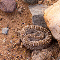 Rattlesnake in the Sonoran Desert Tucson Arizona macro