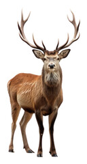 Fototapeta premium PNG Dear wildlife antler animal.