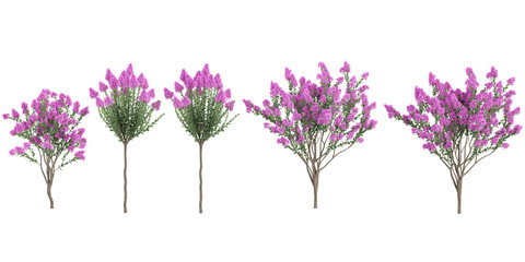 3d rendering of Crepe myrtle trees on transparent background