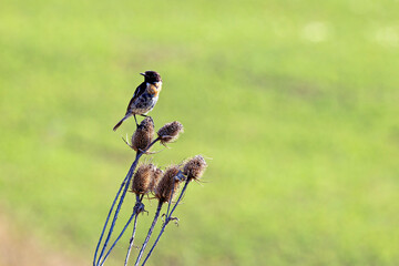 A common European stonechat in the wild