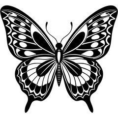 butterfly illustration