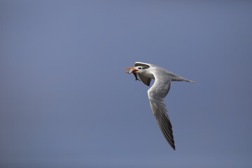 Royal Tern flies with fish in beak across blue sky of West Coast Huntington Beach in California, United States