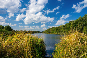 Tranquil river scene with golden reeds in foreground, surrounded by green forests. Clear water reflects a vibrant blue sky dotted with fluffy white clouds, capturing nature's beauty