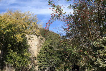 En pleine broussaille