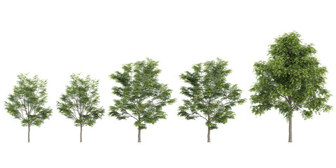 collection of Celtis Australis trees isolated on white background