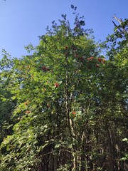 Ashberry. Autumn nature.