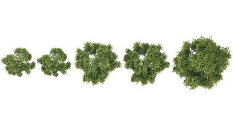 collection of Celtis Australis trees isolated on white background from top view