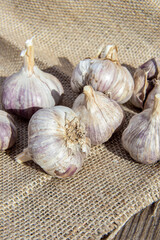Heads of fresh garlic on burlap. Vertical