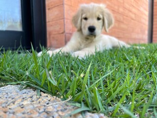 A foto é um retrato perfeito da raça Golden Retriever: amável, brincalhão, inteligente e cheio...