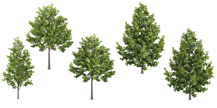 collection of Liquidambar styraciflua tress isolated on white background